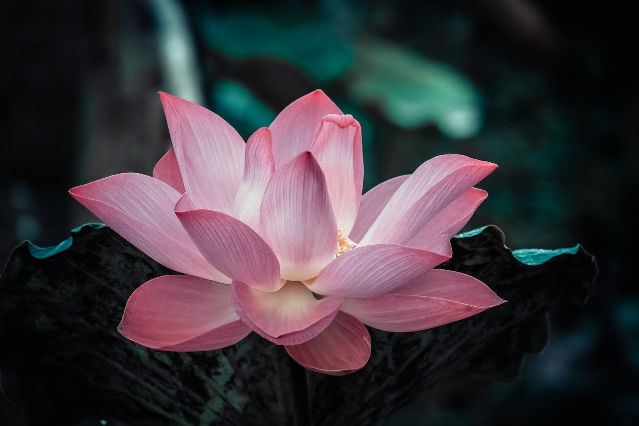 Das Foto zeigt eine Lotusblume