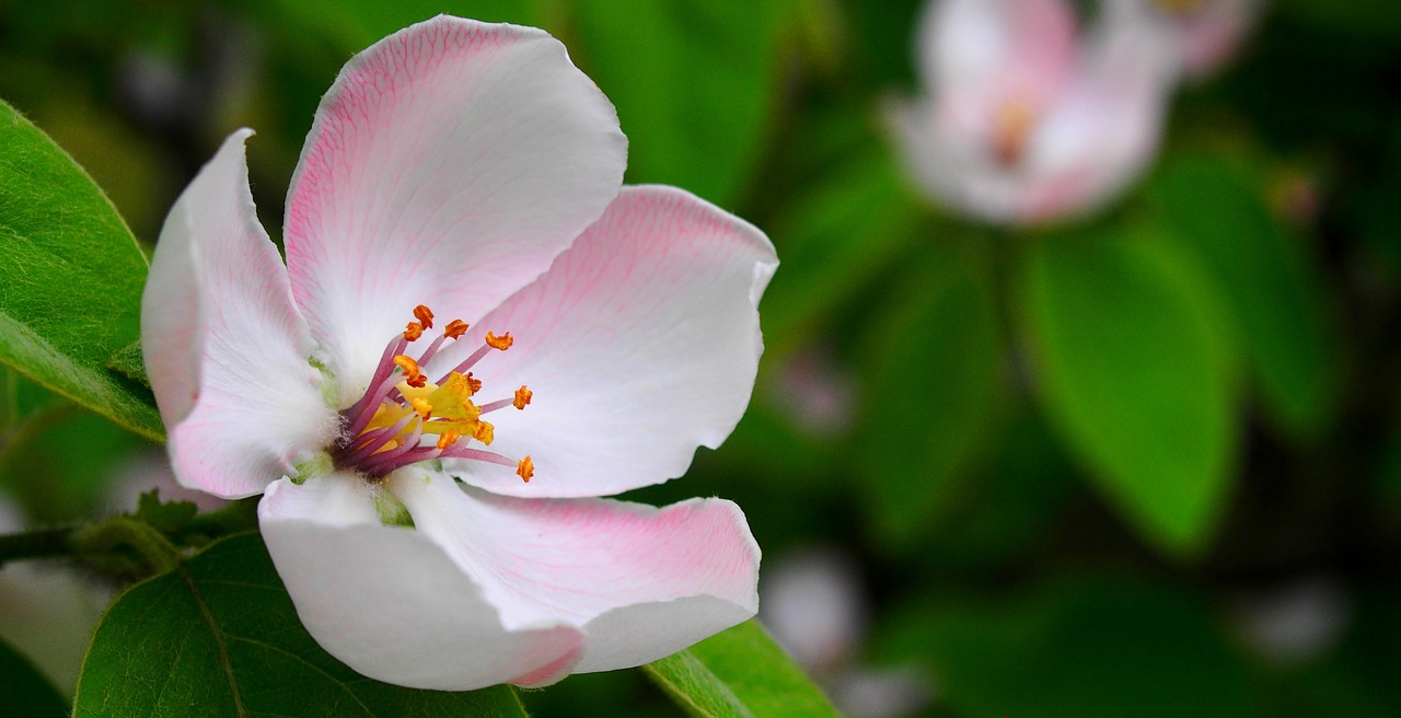 Das Foto zeigt eine weiß-, rosafarbene Blüte