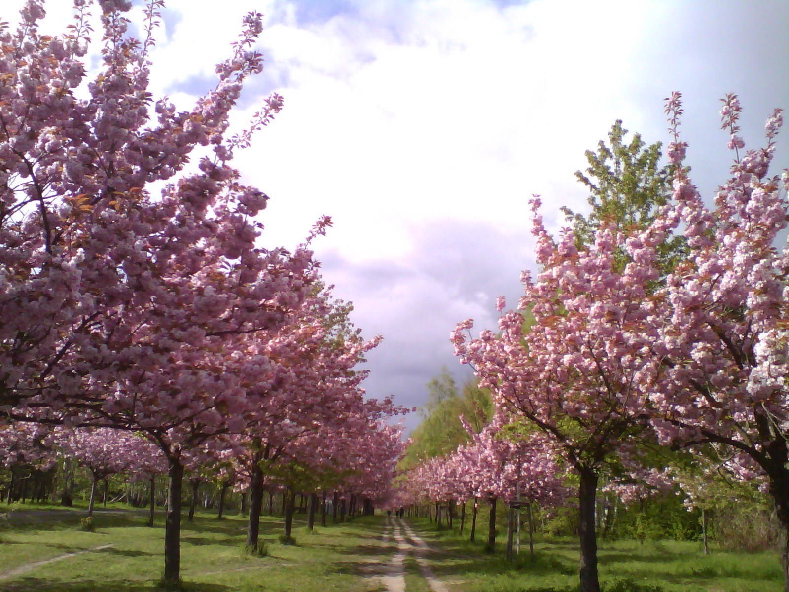 Wandern unter Kirschblüten - für Frauen mit und ohne Behinderung
